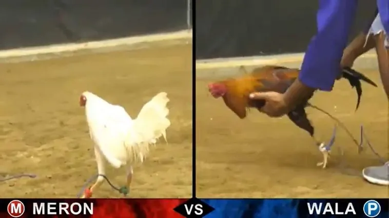 Đá Gà For88 - Trải Nghiệm Cá Cược Đỉnh Cao Hấp Dẫn Nhất 2025