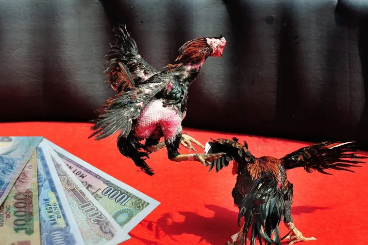 Bí Quyết Chơi Đá Gà Sabong Tại For88 Thắng Đậm Dành Cho Bạn